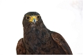 Birds (4)